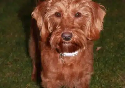 Diverse hundeopgaver i Aalborg