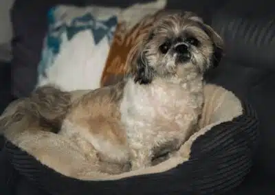 Diverse hundeopgaver i Aalborg