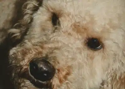 Diverse hundeopgaver i Aalborg