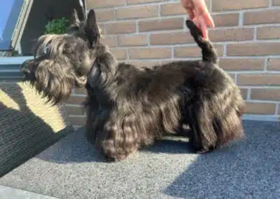 Trim af hunde i Aalborg