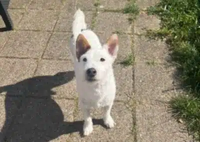Priser på hundefrisør i Aalborg