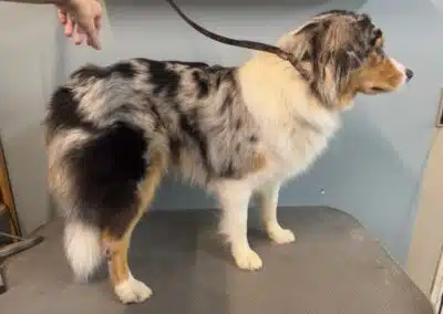 Trim af hunde i Aalborg