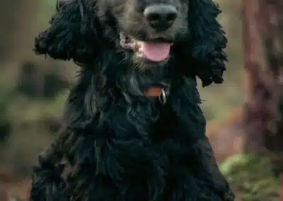 Diverse hundeopgaver i Aalborg