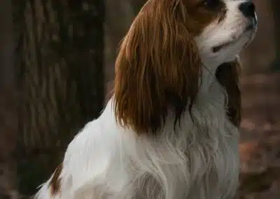 Priser på hundefrisør i Aalborg